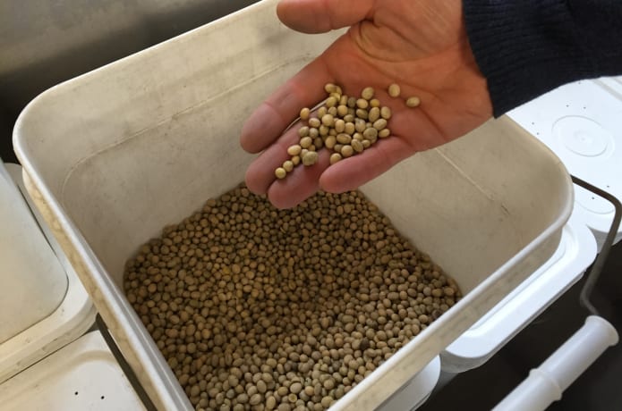 Some Maine grown soybeans waiting to be soaked.