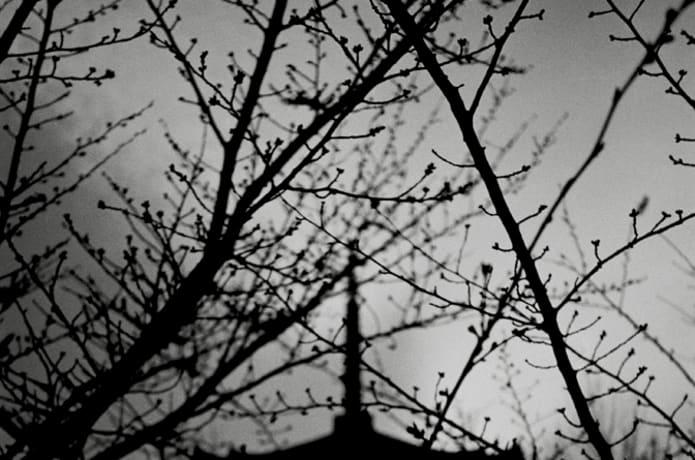 Kyoto: The Forest Within the Gate | Indiegogo