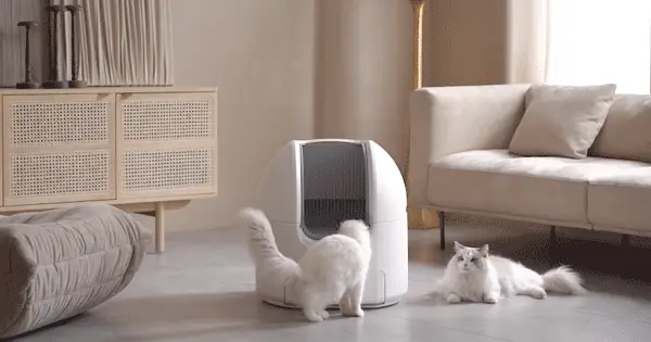 ChouBox: The Ultimate Automatic Litter Box