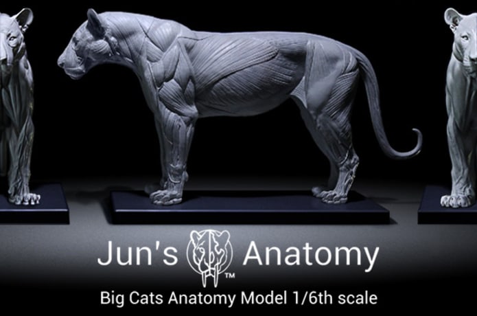 Big Cats Artist Anatomy Models Indiegogo
