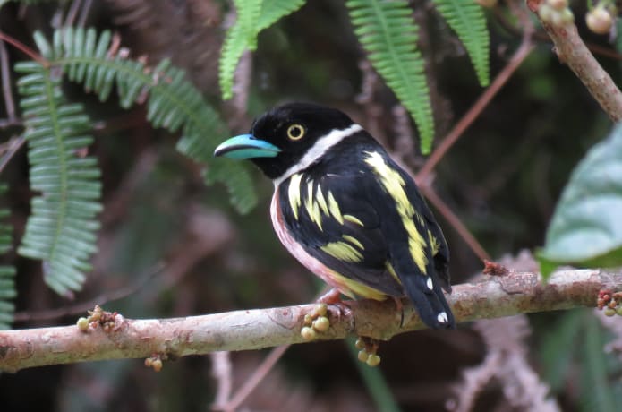 Bird Research And Conservation In Sarawak Borneo Indiegogo