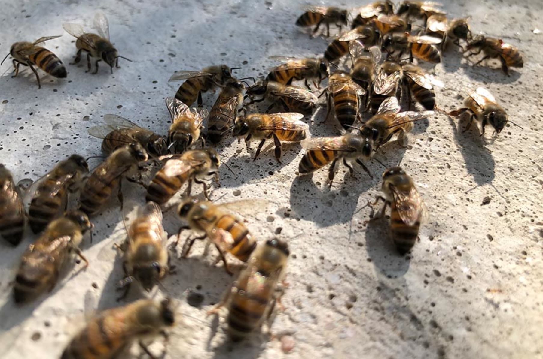 Beegin Moulds To Make Your Own Concrete Beehives Indiegogo