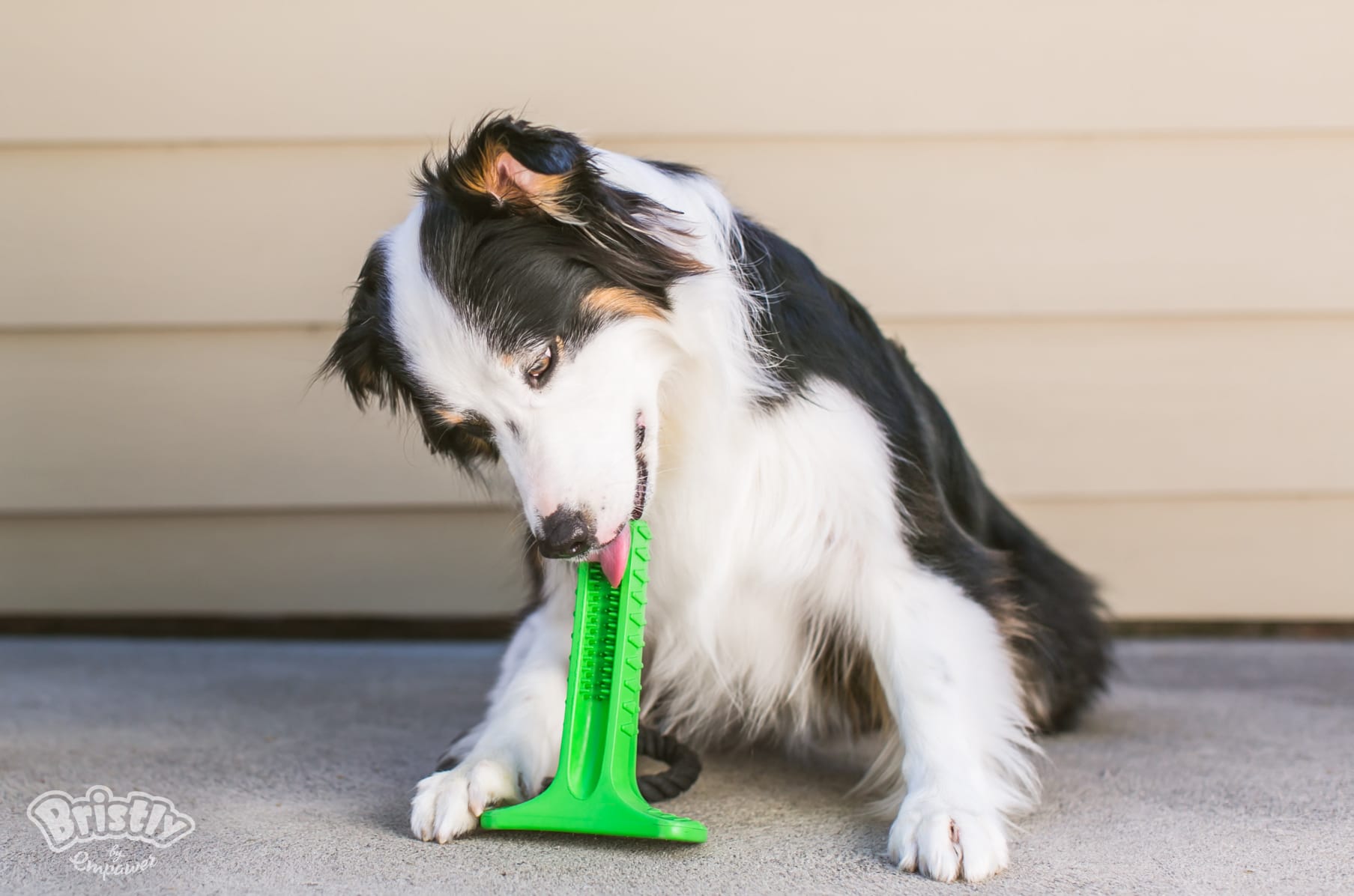 bristly dog toothbrush