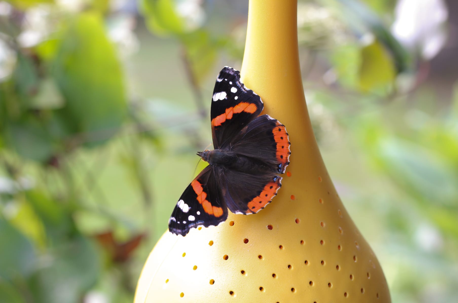 Belightful Butterfly Feeder Indiegogo