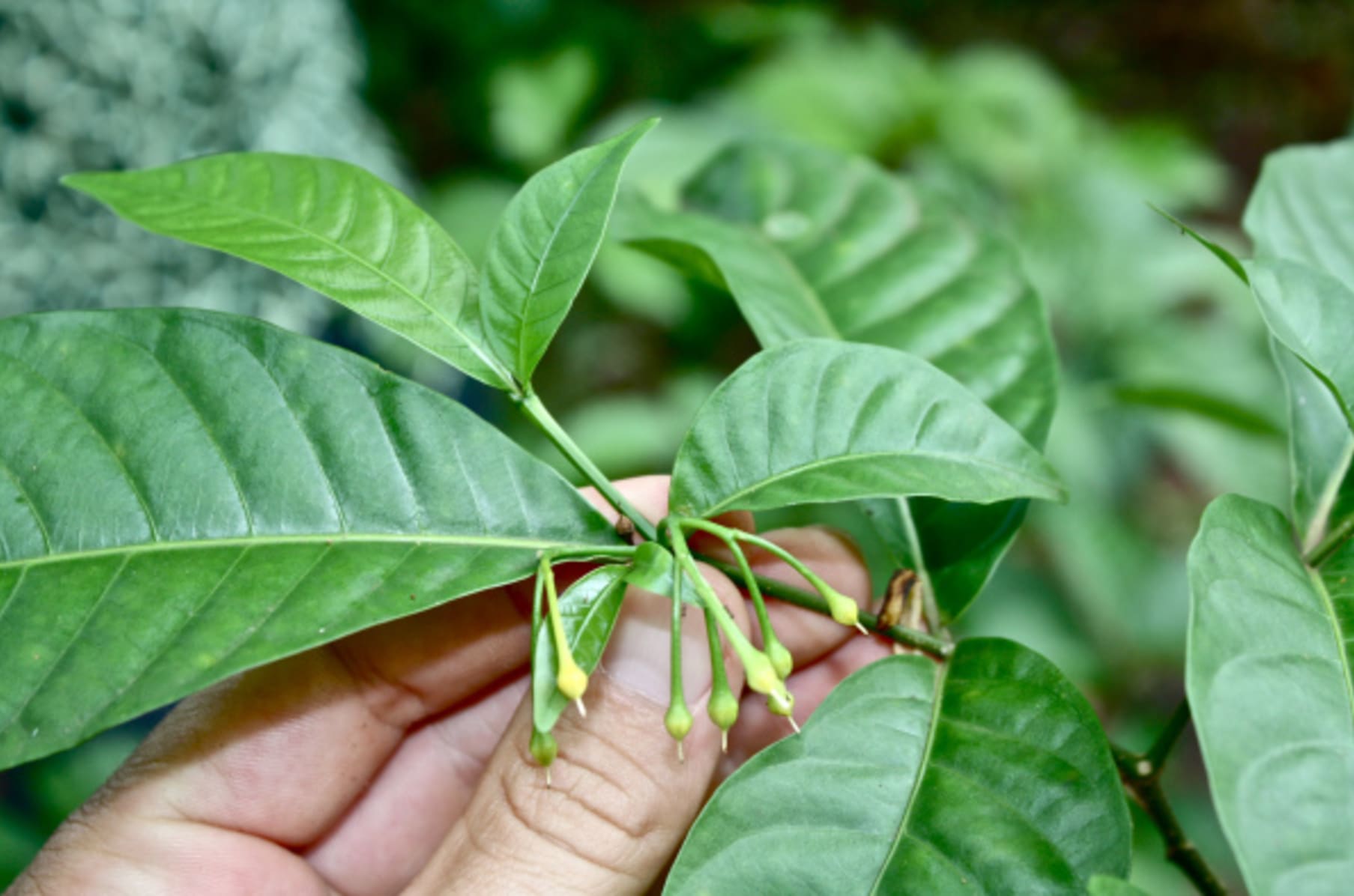 Tabernanthe Iboga S Therapeutic Revolution Indiegogo