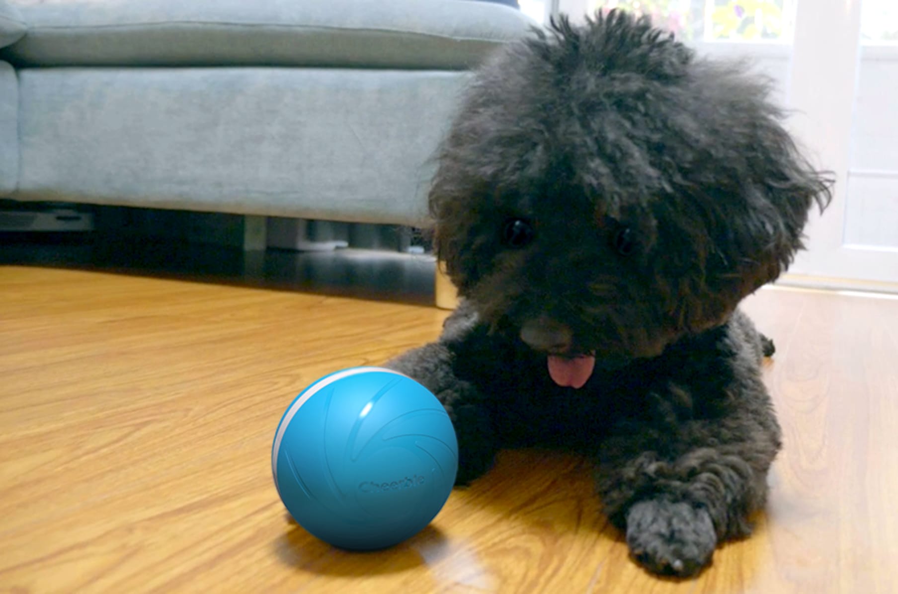 dog ball that rolls by itself