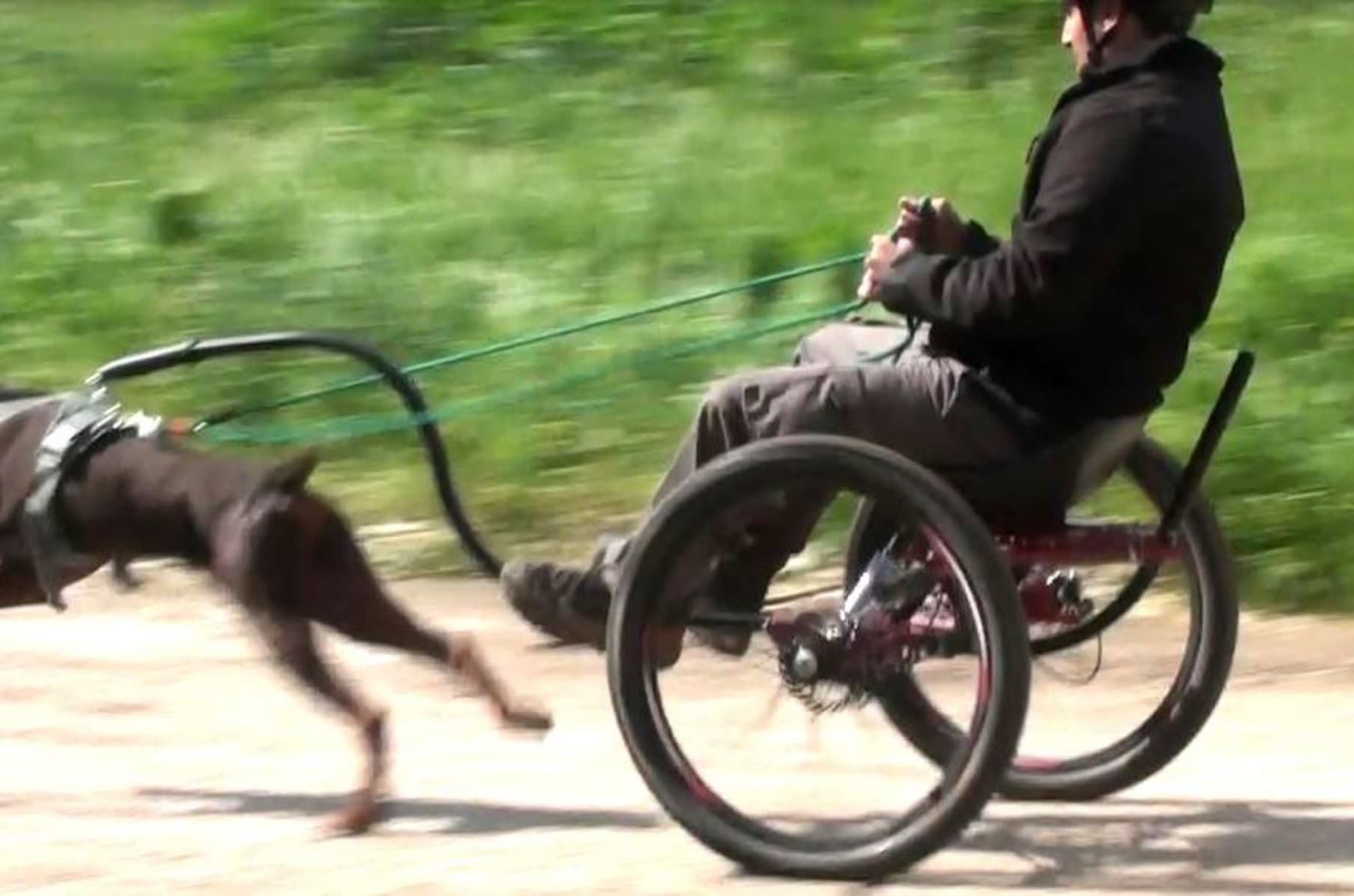 New book Go THE Guide to Dryland Mushing Indiegogo