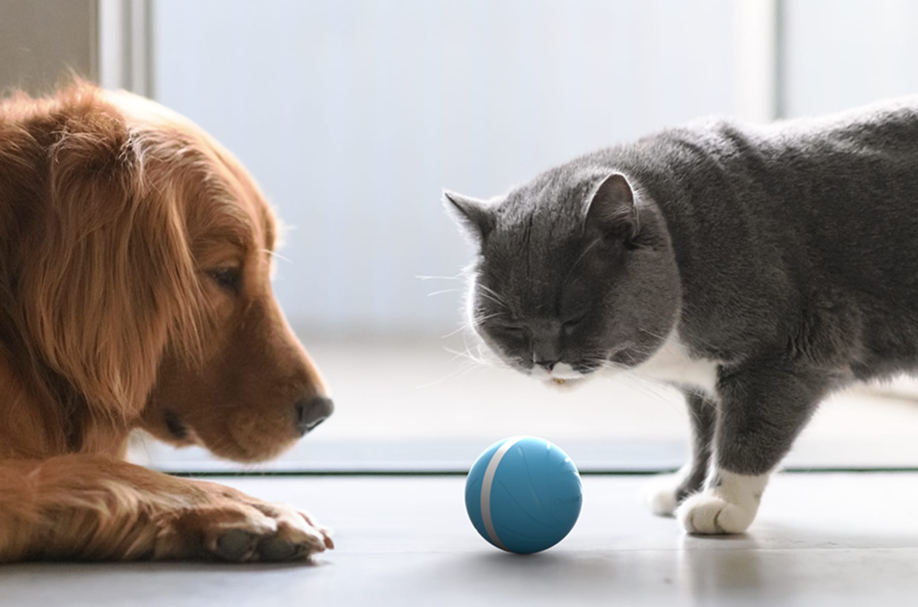 Wicked Ball Your Pet S Joy When Home Alone Indiegogo