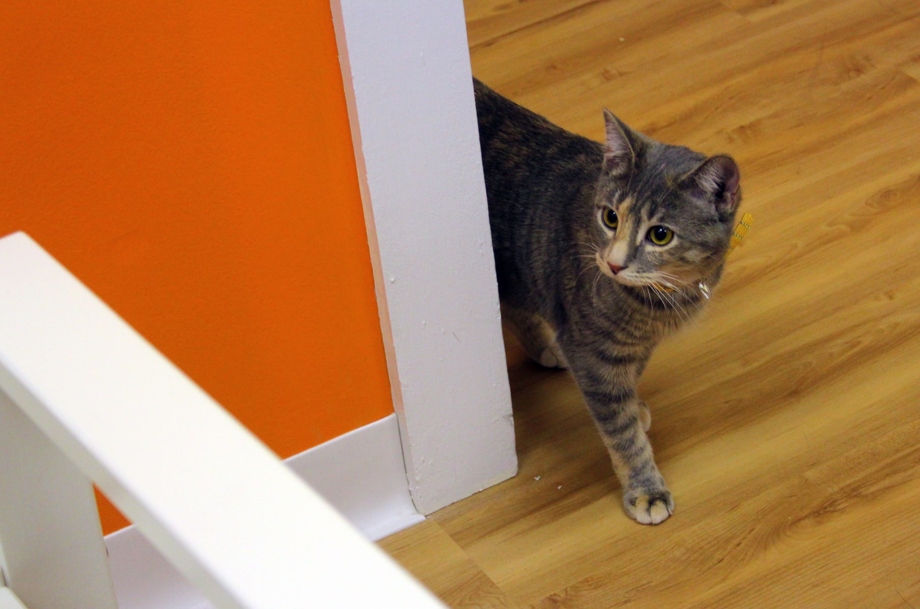 Mew Haven Cat Cafe Connecticut S First Cat Cafe Indiegogo