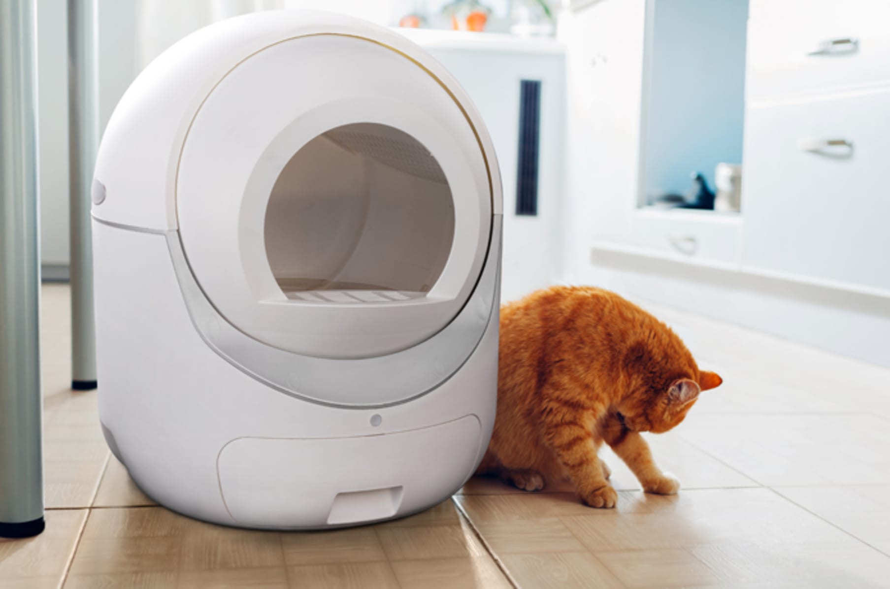 Igloo Reinvent Affordable Auto Cat Litter Box Indiegogo