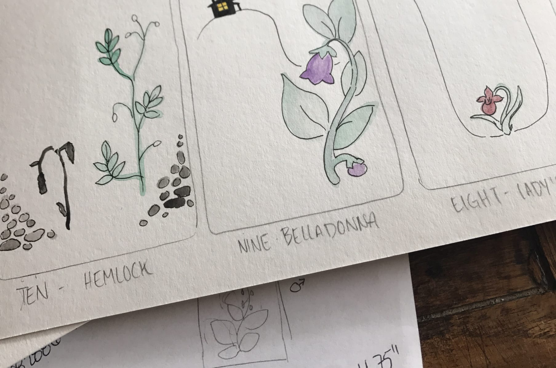 Tarot Of Plants Illustrated Edition Indiegogo