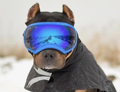 Goggles for blind dogs discount